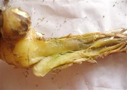 Ginger planting technology: how to prevent ginger rot?