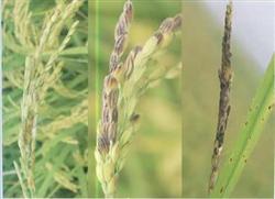 Why does rice produce empty chaff and how to prevent it?