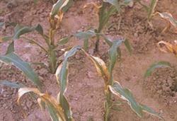 How can planting corn in summer prevent burning seedlings?