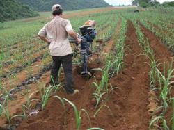 Sugarcane planting technology: why should sugarcane cultivate soil?