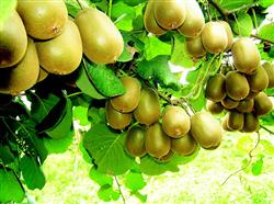 Kiwi planting technology: summer kiwi should pay attention to what?