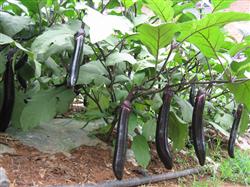 How to manage planting eggplant in open field in summer?