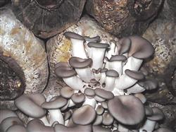 Cultivation techniques of Xiuzhen mushroom: how to grow Xiuzhen mushroom?