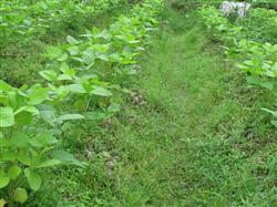 How does growing soybeans prevent weeds?