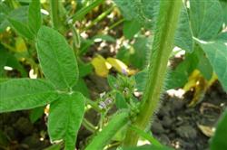 Soybean cultivation: how to manage the flowering and podding period of soybean?