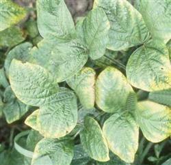 Soybean cultivation: what will happen to soybean lack of boron and molybdenum?