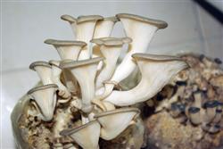 Cultivation techniques of Xiuzhen mushroom: what kind of environment is suitable for the growth of Xiuzhen mushroom?