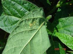 How to control aphids by planting soybeans?