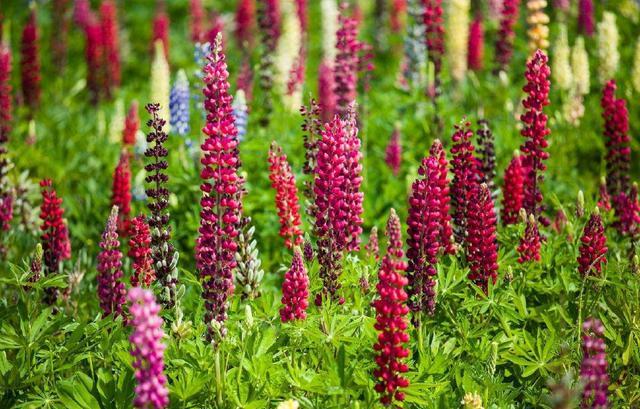 Lu Binghua is also called Lupin for garden viewing. Maternal love, happiness, greedy heart.