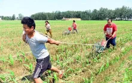 Experienced farmers will fertilize corn on rainy days, not only to save money and effort, but also to achieve better results.