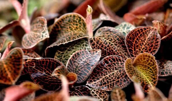 Imitating wild cultivation model under Clematis roxburghii forest