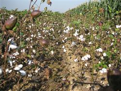 How to prevent premature senescence in the later stage of cotton?