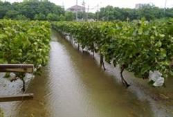 Grape planting techniques: why should summer grapes be waterlogged?