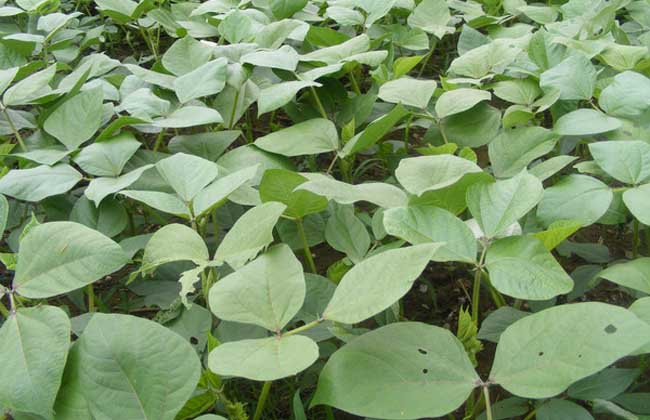 High-yield cultivation techniques of mung bean