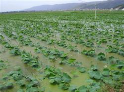 What is the difference between deep water lotus root and shallow water lotus root?