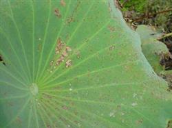 How does planting lotus root prevent brown spot disease?