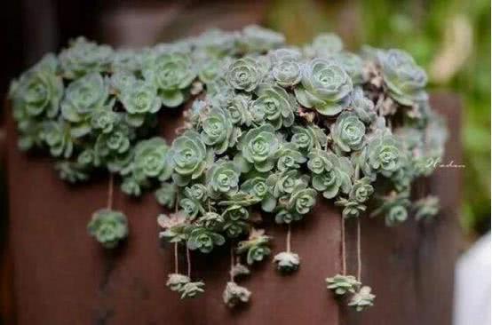 It is not difficult to raise Get for succulent beauty. Skills can be exploding.