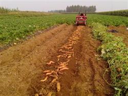 Sweet potato planting: when will sweet potatoes be harvested?