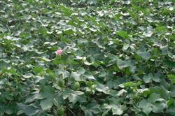 Cotton planting technology: what is the use of potassium spraying cotton in August?