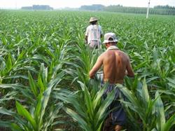 How to apply jointing fertilizer for summer corn?