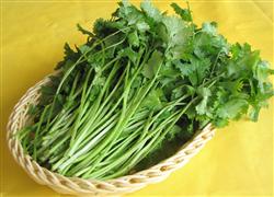 Cilantro cultivation: what should be paid attention to in cilantro cultivation?