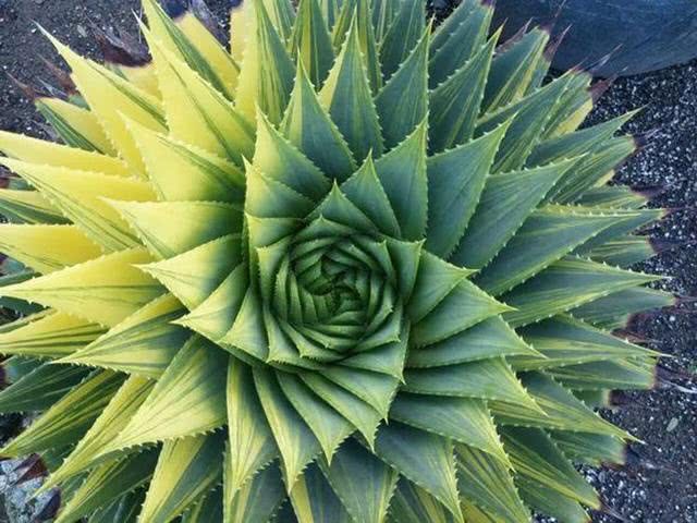 Multi-leaf aloe, also known as spiral aloe, queen aloe, arranged in a spiral, has high ornamental value.