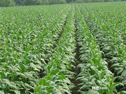 How to grow tobacco to withstand drought?