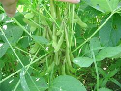 How to weed soybeans in summer?