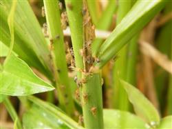 How to control brown planthopper?