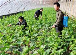 Cucumber cultivation techniques: what are the methods of cucumber cultivation to increase production?