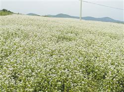 How to plant buckwheat in autumn?