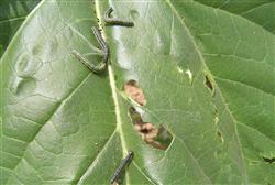 How to control summer soybean meadow borer?