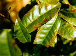 How to control tea diseases and insect pests?