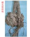 How to prevent and cure cherry blossom root nodule disease?