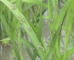 Rice diseases and insect pests: what should be paid attention to in the control of rice diseases and insect pests in the later stage?