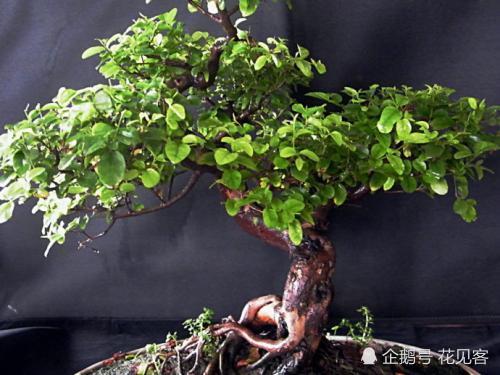 Bonsai Finch plum doesn't grow well? It is often overlooked that it is worth collecting.