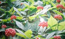 How to apply fertilizer to plant ginseng (American ginseng)?