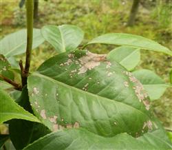 How to control camellia withered branch disease and flower rot?