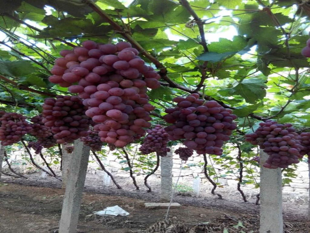 Although grapes are delicious, do not touch these three foods within one hour after eating. Remember