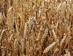 How to prevent yield reduction during wheat harvest?