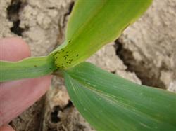 How to Control Diseases and insect pests of Summer Maize