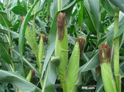 How to plant corn to increase production?