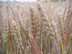 How to choose to keep seeds during wheat harvest?