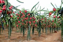 Can I apply foliar fertilizer to grow dragon fruit?