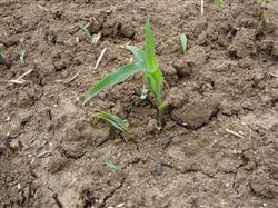 What should be paid attention to in summer corn seedling stage