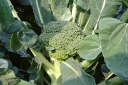 How to grow heat-resistant cauliflower