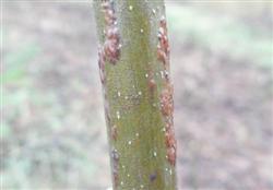 Harm and control measures of skin rot of poplar