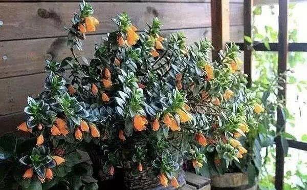 The new potted plant with peculiar shape like goldfish is better than green apple. It blossoms beautifully for three seasons.