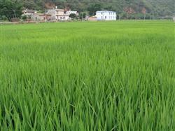 How to manage the later stage of rice growth?