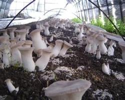 How to cultivate Pleurotus eryngii with bag material for high yield